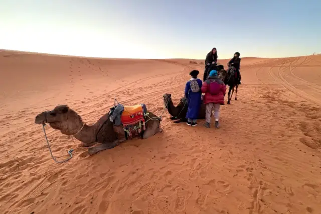 Camellos echados junto a un campamento entre las dunas de Merzouga al amanecer